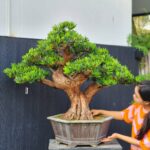 บอนไซ ID898: Podocapus สนใบพาย