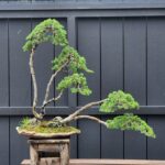 บอนไซ ID904: Kishu​ Shimpaku​ Forest style, 69cm