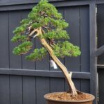 บอนไซ ID908: Kishu​ Shimpaku​(Slanted Style)