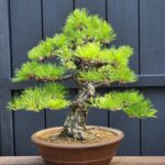 บอนไซ ID903: Japanese Black Pine 30-35yrs old, 52cm