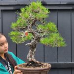 บอนไซ ID905: Japanese Black Pine 25-30yrs old, 56cm