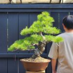 บอนไซ ID907: Japanese Black Pine 30-35yrs old
