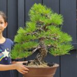 บอนไซ ID906: Japanese Black Pine 30-35yrs old, 55cm