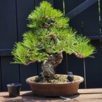 บอนไซ ID909: Japanese Black Pine 30-35yrs old