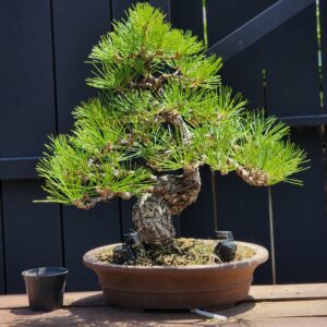 บอนไซ ID909: Japanese Black Pine 30-35yrs old