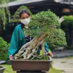 บอนไซ ID914:  Vitex quinata