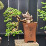 บอนไซ ID913:  Premna