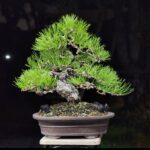 บอนไซ ID911: Japanese Black Pine 30-35yrs old