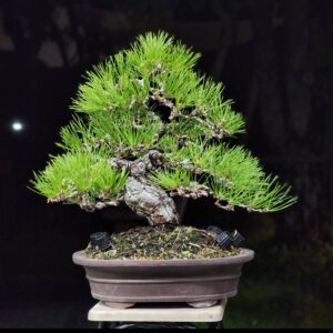 บอนไซ ID911: Japanese Black Pine 30-35yrs old