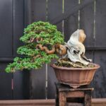 บอนไซ ID912:  Premna