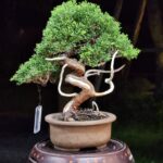 บอนไซ ID910: Kishu​ Shimpaku​