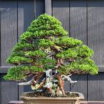 บอนไซ ID915: Itoigawa​ Shimpaku​ - Top Class Quality