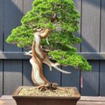 บอนไซ ID922: Itoigawa​ Shimpaku​