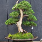 บอนไซ ID916: Kishu​ Shimpaku, informal Upright style