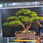 บอนไซ ID919: Podocarpus, slanted style, Large size - Image 2