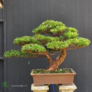 บอนไซ ID919: Podocarpus, slanted style, Large size