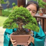 บอนไซ ID917: Itoigawa​ Shimpaku​