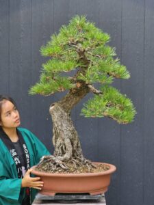 บอนไซ ID979: Japanese Black Pine - Image 2