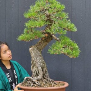 บอนไซ ID918: Black Pine