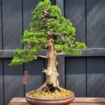 บอนไซ ID920: Itoigawa​ Shimpaku​