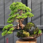 บอนไซ ID921: Itoigawa​ Shimpaku​