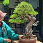 บอนไซ ID923: Black Pine