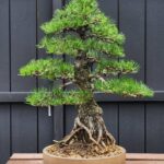 บอนไซ ID924: Black Pine