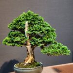 บอนไซ ID925: Tsuyama Hinoki