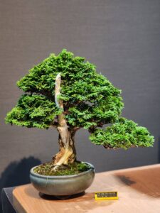 บอนไซ ID925: Tsuyama Hinoki