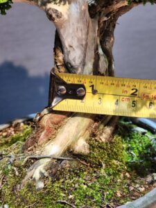 บอนไซ ID925: Tsuyama Hinoki - Image 4