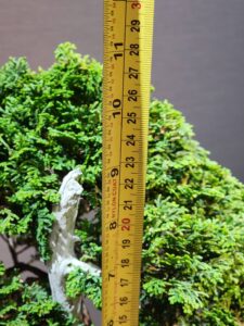 บอนไซ ID925: Tsuyama Hinoki - Image 3