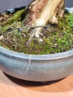 บอนไซ ID925: Tsuyama Hinoki - Image 2