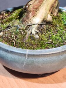 บอนไซ ID925: Tsuyama Hinoki - Image 2