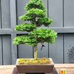 บอนไซ ID926: Tsuyama Hinoki