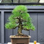 บอนไซ ID927: Black Pine