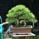 บอนไซ ID931: Japanese Black Pine -  Top Class Yamadori