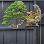 บอนไซ ID935: Kishu​ Shimpaku​ - Semi Cascade style