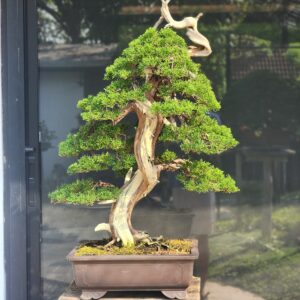 บอนไซ ID937: Itoigawa Shimpaku​ - informal upright Style