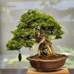 บอนไซ ID934: Itoigawa​ Shimpaku​ - 70yrs old - Slanted Style