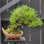 บอนไซ ID929: Black Pine