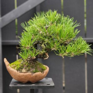 บอนไซ ID929: Black Pine