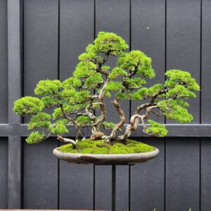 บอนไซ ID933: Itoigawa​ Shimpaku​