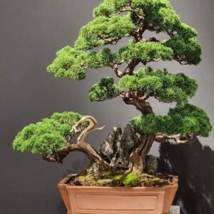 บอนไซ ID942: Kishu​ Shimpaku​-Root over rock style - Large size