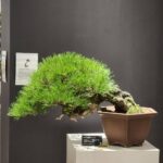 บอนไซ ID943: Japanese Black Pine - Semi Cascaded style