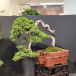 บอนไซ ID940: Itoigawa​ Shimpaku​