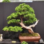 บอนไซ ID939: Itoigawa​ Shimpaku​