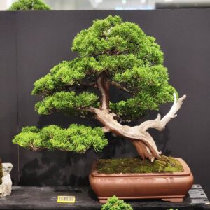 บอนไซ ID939: Itoigawa​ Shimpaku​