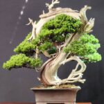 บอนไซ ID936: Itoigawa​ Shimpaku​