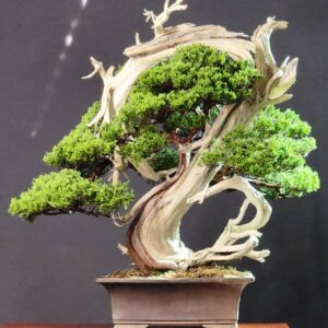 บอนไซ ID936: Itoigawa​ Shimpaku​