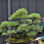 บอนไซ ID953: Japanese Black Pine - forest style